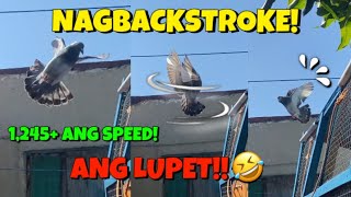 KALAPATING NAG BACKSTROKE PAPASOK!! ANG BILIS! | Bagabag N.V. (244km)