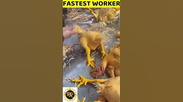 FASTEST WORKERS 14 (2023)