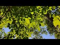 Morning Alarm Sound Wake Up. Relax Morning Alarm Ringtone Music. Ringtone for morning.
