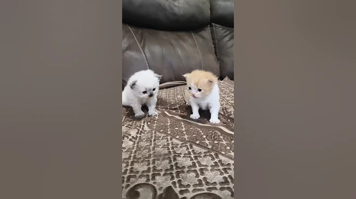 Watch the video about Cute kittens.#cat #kitten #cute #pets #shortvideo #love #viral #himalayan #trending #catloverlife