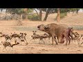 Wild Dogs Pop Huge Pimple on Buffalo