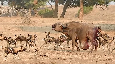 Wild Dogs Pop Huge Pimple on Buffalo - DayDayNews
