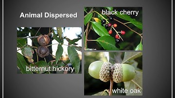 Lecture 5   Tree Anatomy and Physiology Part 2 Video