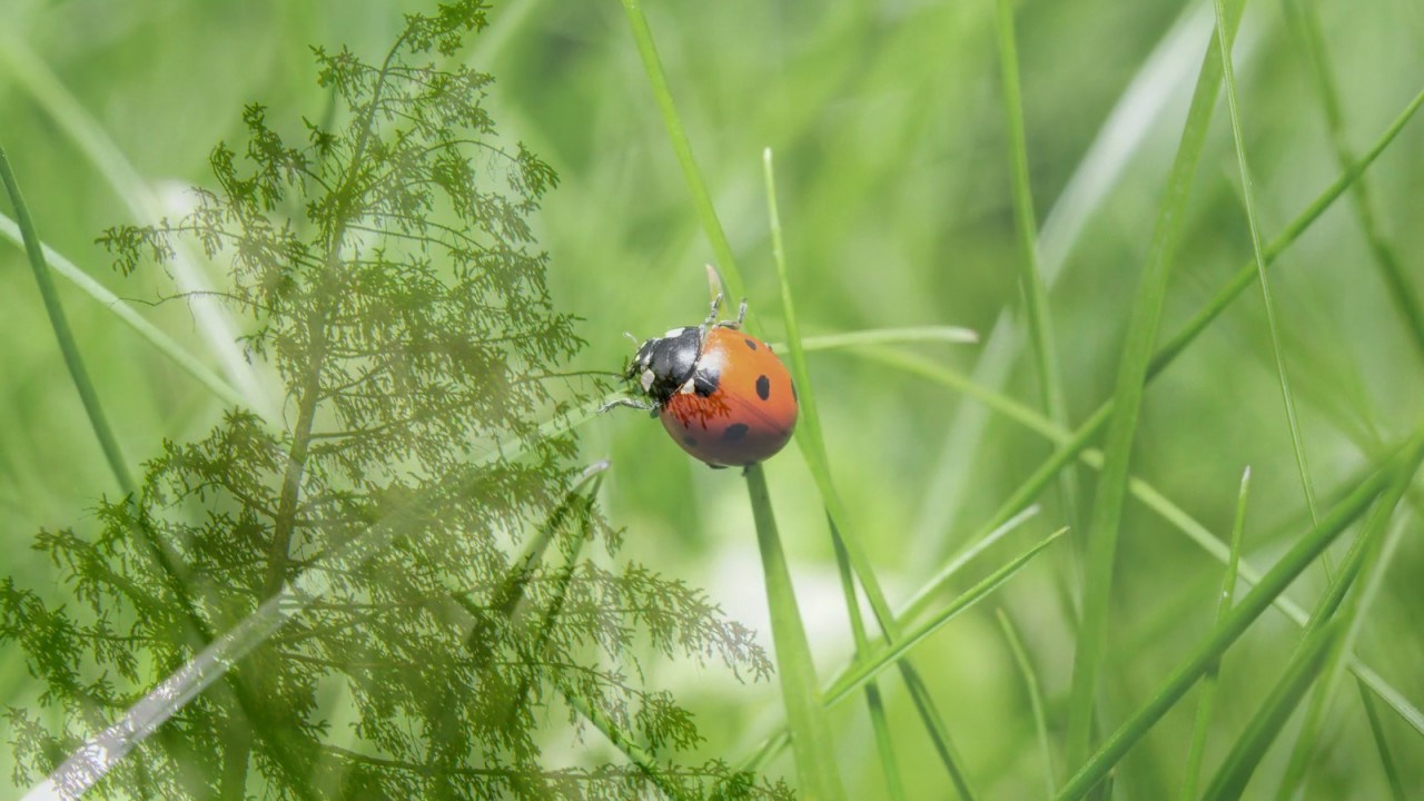 26 Walisische Lieder: 14 `The Dream` WoO 155/14 - Ludwig van Beethoven