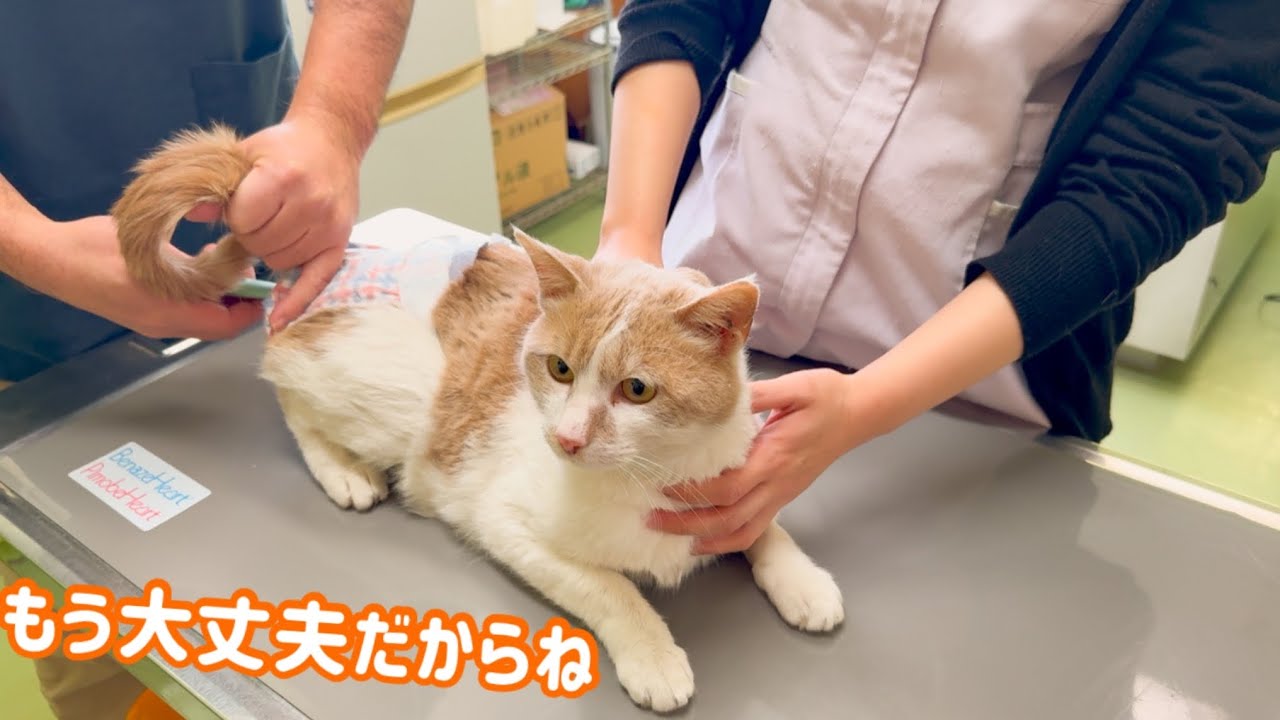 壮絶な過去を経験した猫。暖かい家にお迎えしました。 - YouTube