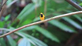 Golden Monarch (Ahmad Kho)