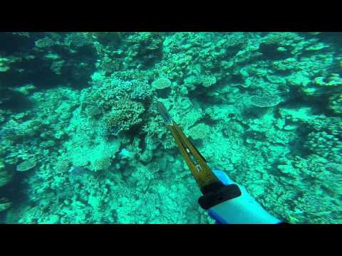 ياسر البلوي كشران