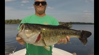 Shiner Fishing for Big Bass on the St. Johns River