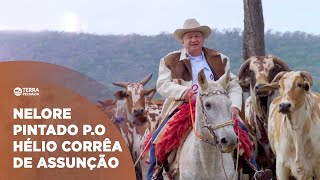 TERRA PECUÁRIA - CONHEÇA A HISTÓRIA DO REI DO NELORE PINTADO P.O