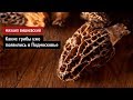 Михаил Вишневский: Какие грибы уже появились в Подмосковье