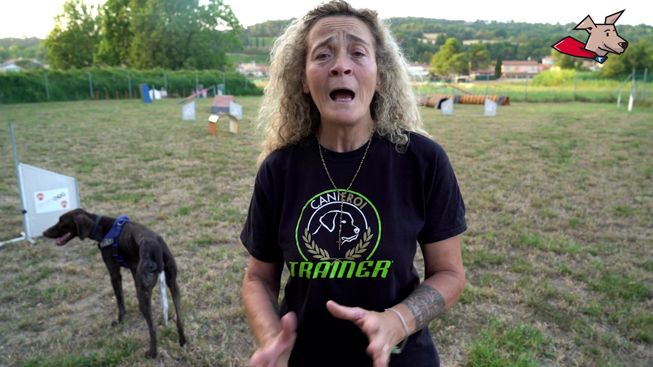 Come proteggere il tuo cane dal caldo estivo – Cinzia Signoretti