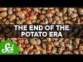 The Great Potato Famine and Modern Challenges