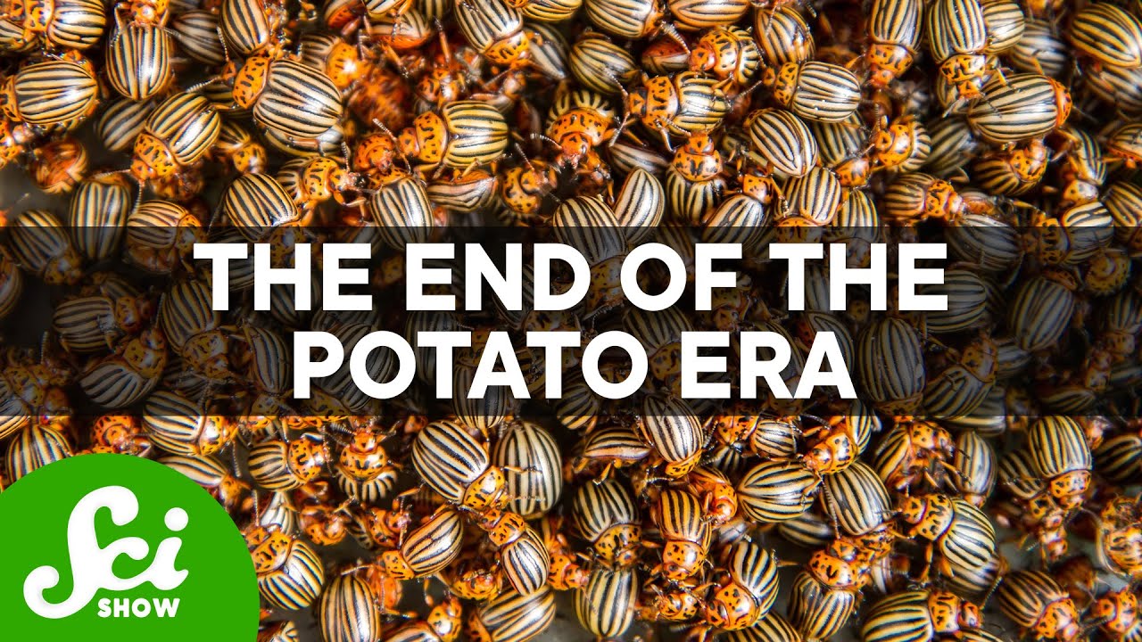 The Potato Famine Could Happen Again