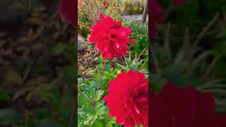 Download Lagu Dahlia's in bloei MP3