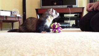 Joey the Ferret picking up an object