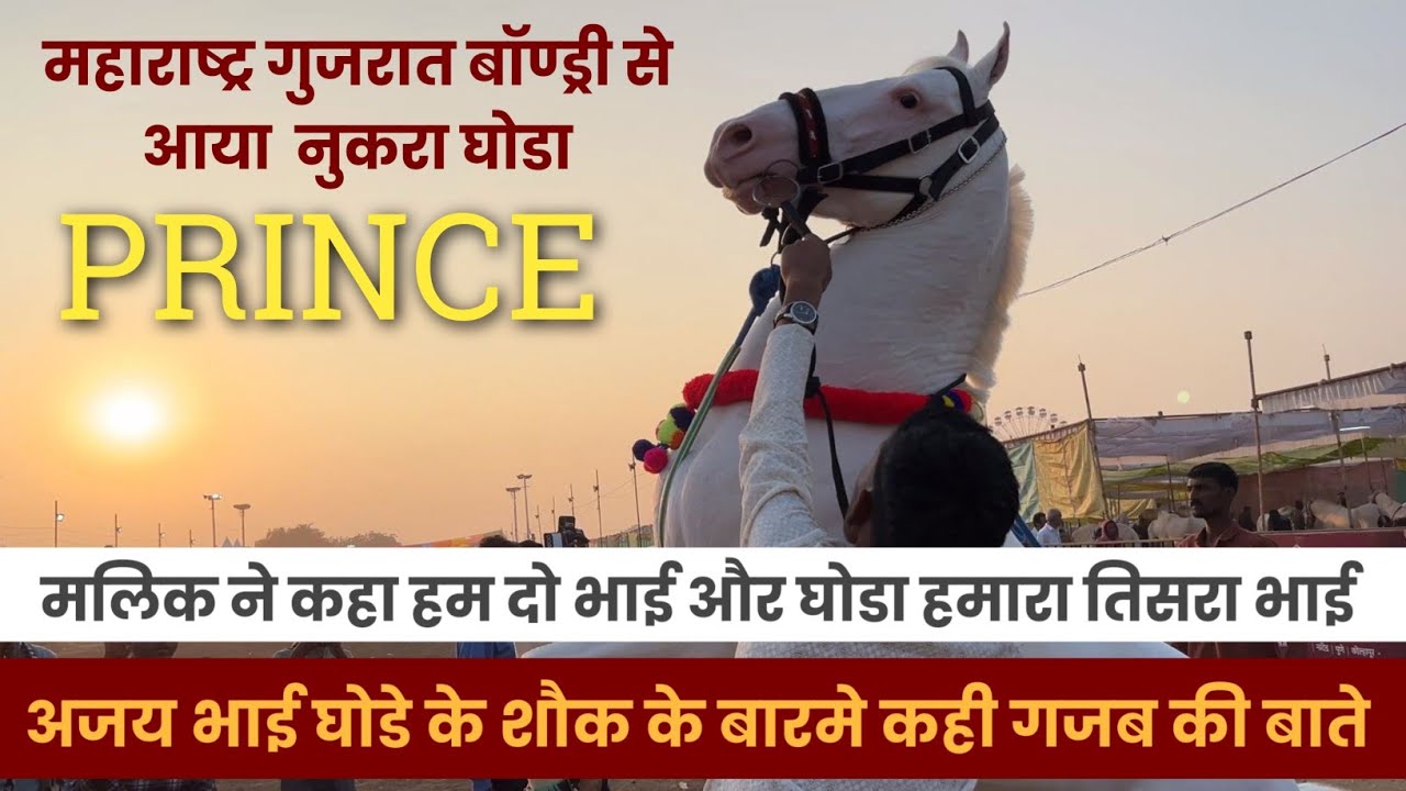 सारंगखेडा मंडी पहले दीन आया प्रिन्स घोडा | अपने डान्स से किया सबको प्रभावित | Nukra Horse Dance 