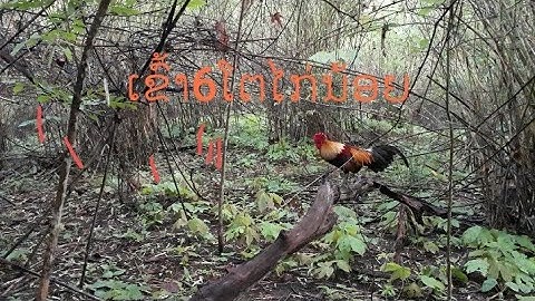 ต่อไก่ป่า Dib lau qaib daj tuaj zoo heev 18-5-2021