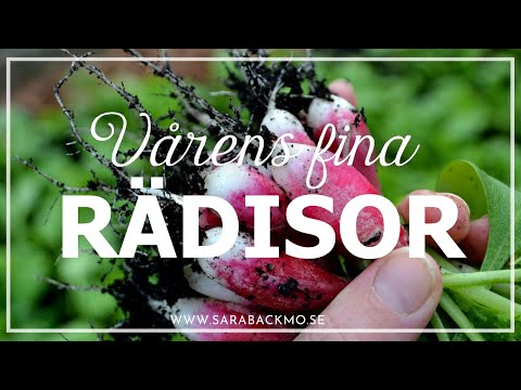 Video: Rädisa Sorter. Såddika. Rädisa Vård