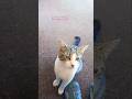 PLAYING WITH YOUR CAT TO SEE HER REACTION EPISODE 328 #youtubeseries #mostpopular #1trend #viral