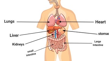 Human Body Organs | Functions Explained with Animation"