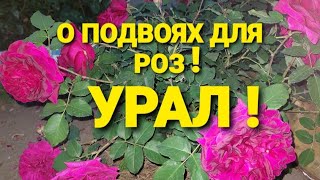 #подвои О подвоях, пригодных- для выращивания роз на Урале!