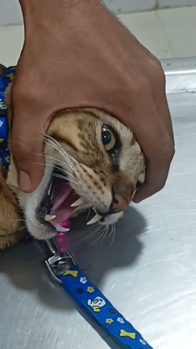 Cute Cat's reaction in veterinary Hospital after watching his doctor ( Hate the Injection)