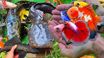 Video Bắt Cá Cảnh Đẹp Trong Ao Nhỏ, Cá Sấu, Cá Vàng, Cá Koi, Cá Chép, Cá Bình Tích