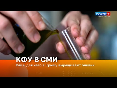 Как и для чего в Крыму выращивают оливки