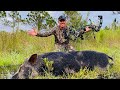 Wild BOAR with a BOW Catch Clean And Cook (PART 1)