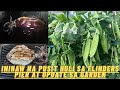 SQUID SA FLINDERS PIER MARAMING ITLOG/INIHAW KO AGAD
