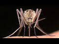 Utah officials use AI in fight against mosquitoes