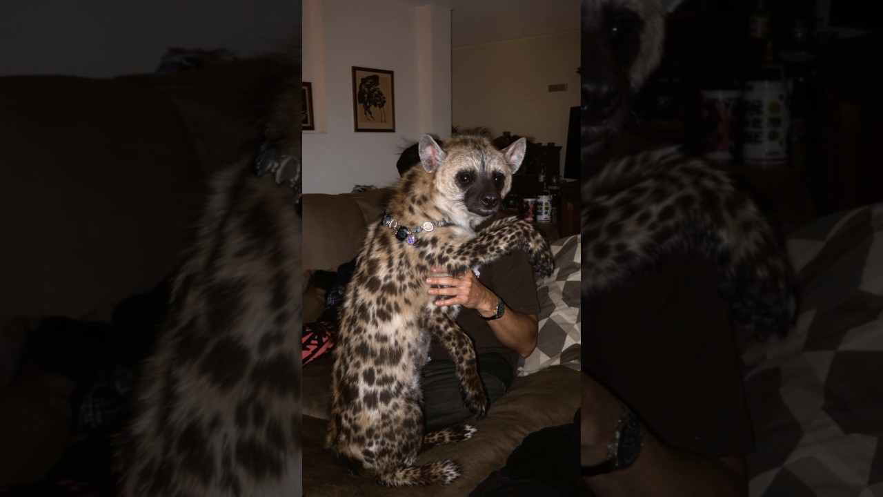 Watch Hyena Captured in Mexico 😱 on YouTube Watch Hyena Captured in Mexico 😱 on YouTube