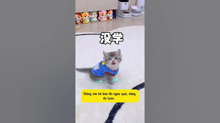 Sắm Giày Phát Sáng Cho Đám Mèo Con Và Cái Kết | #shorts