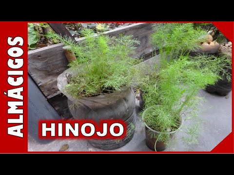 Video: Plantas de hinojo de invernadero: aprende a cultivar hinojo en un invernadero