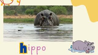 Beginning Sound - Letter Hh | Phonics | Words that start with Hh | Low Stimulation Video for Kids