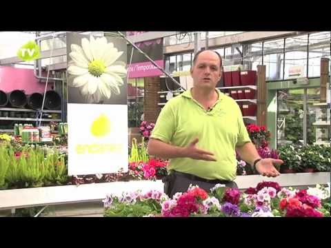 Vídeo: Primrose (hierba): Propiedades útiles Y Uso De Prímula, Jarabe De Prímula. Primavera Primavera, Herbion, Escarlata, Alta, Prímula