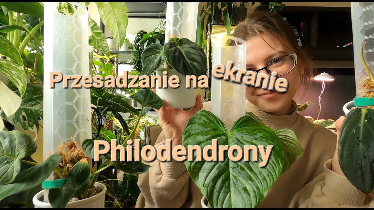 Przesadzanie (a raczej sadzenie) na ekranie - philodendrony do hydroponiki
