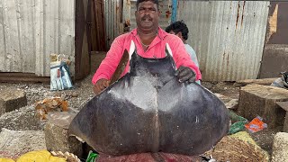 15 kg stingray fish cutting in Kasimedu fish market/Fish market/roadside foodz