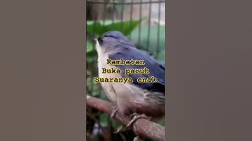 Burung‼️rambatan buka paruh