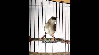 Download Lagu Masteran Ciblek ngebren variasi MP3