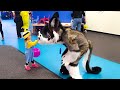 Halloween carnival in fursuit