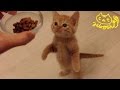 茶トラ子猫「ひろし」餌は僕のニャッ！守るニャッ！ Funny cat video: Don''t disturb during lunch
