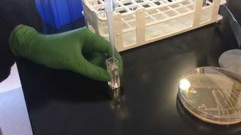 Taking bacterial suspension absorbance reading