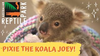 Working from home with PIXIE the tiny KOALA JOEY! | AUSTRALIAN REPTILE PARK