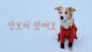 양몰이견 양떼목장 다녀오다 by 권솔 1,581 views 2 weeks ago 10 minutes, 40 seconds