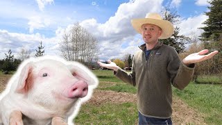 Where Are The Pigs?! by The Grass-fed Homestead 2,503 views 1 year ago 6 minutes, 13 seconds