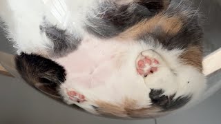 The cat is as cute as this video’s thumbnail