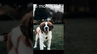 ST BERNARD FULL TRANSFORM #short#viralvideo#hitdog