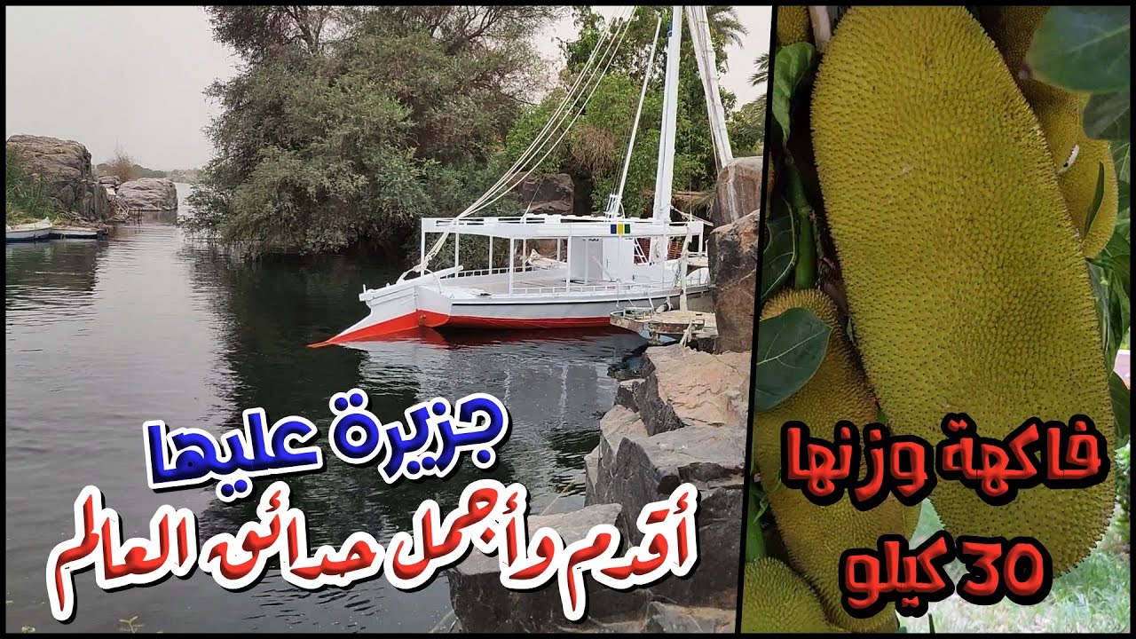 جزيرة النباتات فى اسوان ا  اجمل واقدم حدائق العالم