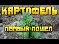 Про передний мост МТЗ 320 и молодой картофель